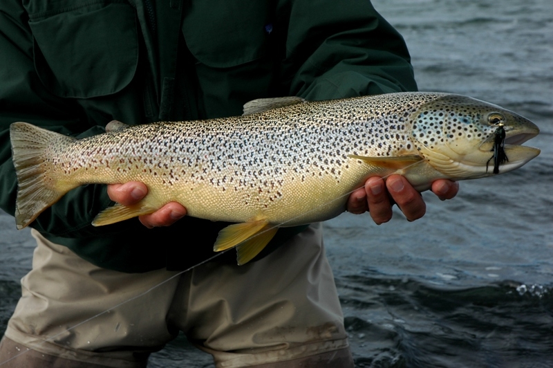 Trout fishing in iceland Brown trout, sea trout fsihing in Iceland