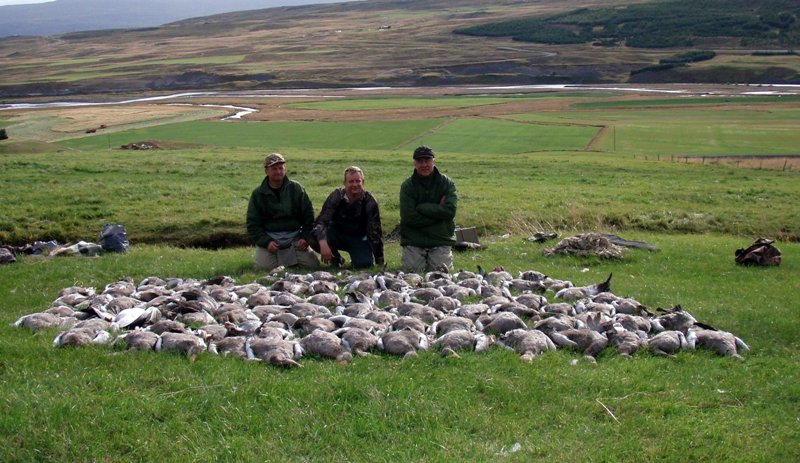 Goose Hunting in Iceland Goose,Hunting,Iceland
