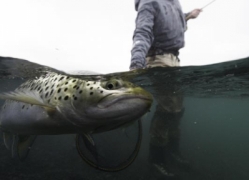 Lake Thingvellir,trout fishing in Iceland