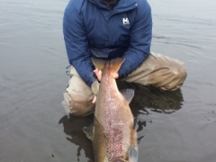 Record salmon. 104 cm 11KG West Ranga salmon fishing
