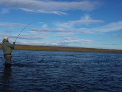 West Ranga salmon fishing, fish on!