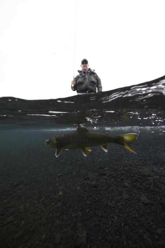 Arctic char, Iceland,