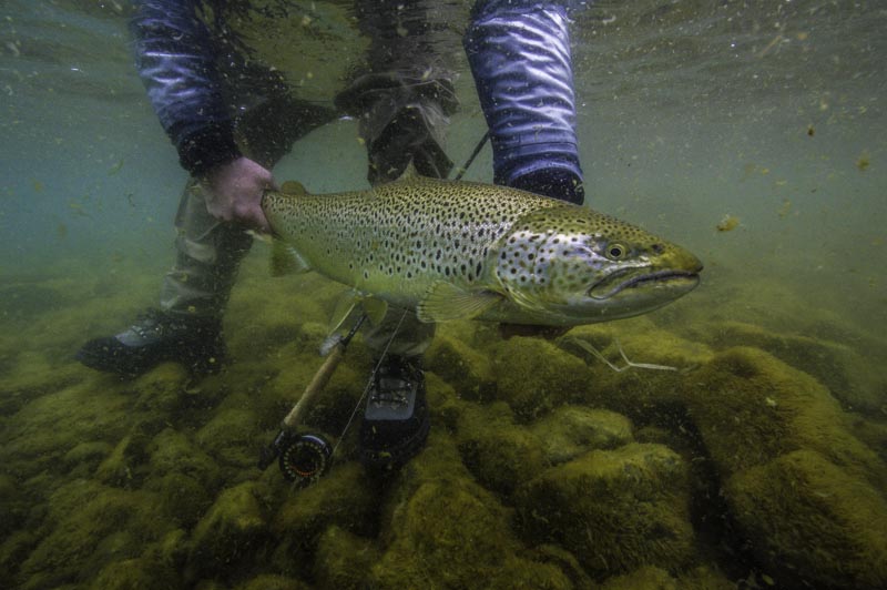 Big trout in Lake thingvellir