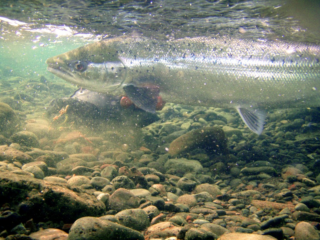 Iceland-salmon-released-fishing-fly fishing-angling