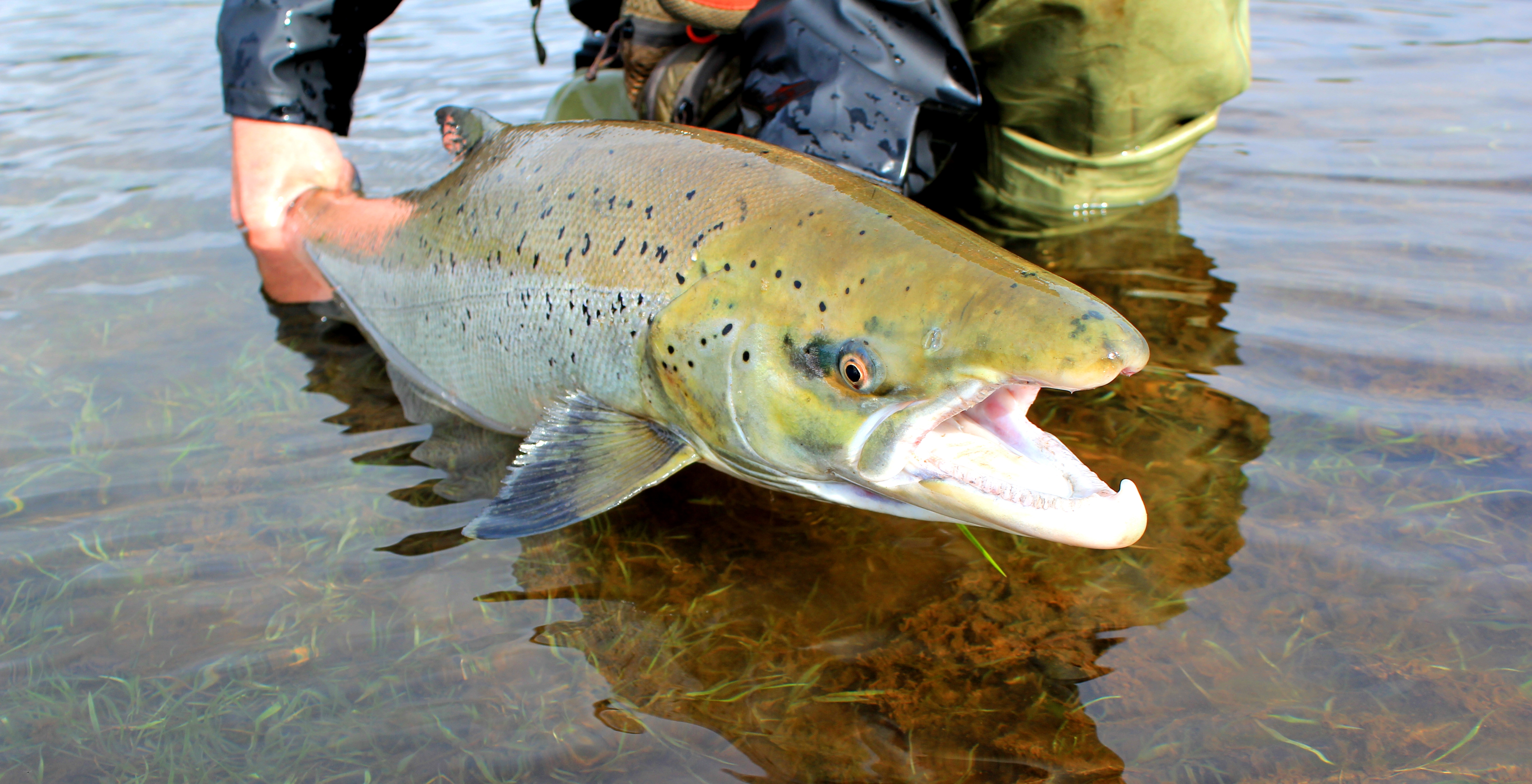 Atlantic Salmon Salmon Iceland, fly fishing, Atlantic Salmon