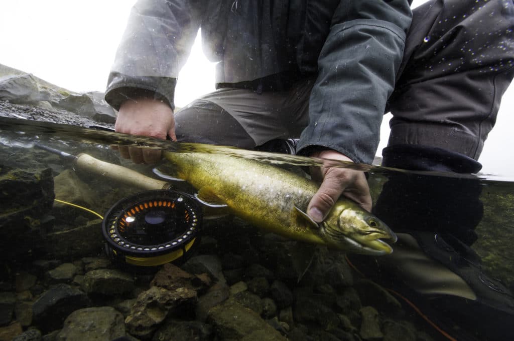 Arctic Char, Iceland, Fishing, river Hólala, fly fishing