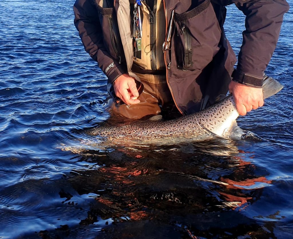 fishing in Iceland, sea trout, trout, fly fishing Iceland, angling, anglers,