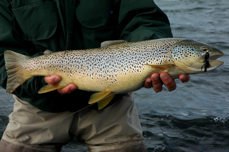 Fossá, salmon, Iceland, fly fishing, brown trout