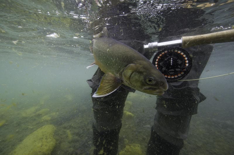 fishing in Iceland-Arctic Char-Iceland-day tour-fishing-angling