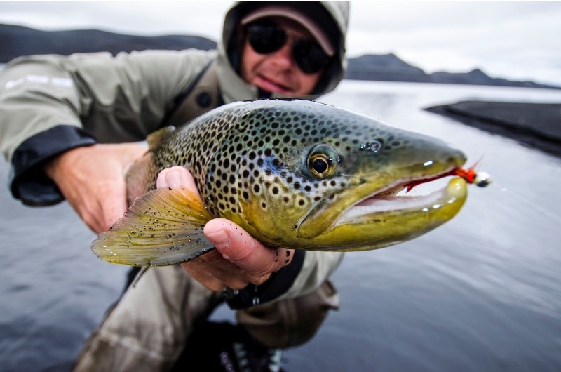 Brown trout fishing in iceland, highlands