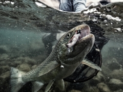 Brown trout fishing in iceland, Lake thingvellir