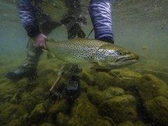 Brown trout fishing in iceland, Lake thingvellir