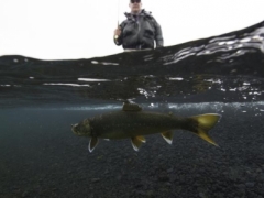 trout fishing in iceland
