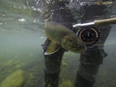 Trout Fishing in Iceland