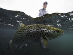 Brown trout fishing in iceland, Lake thingvellir