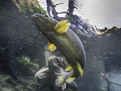 Trout fishing in Iceland