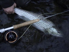 Trout fishing in Iceland