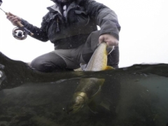 Trout Fishing in Iceland