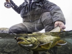 Trout Fishing in Iceland