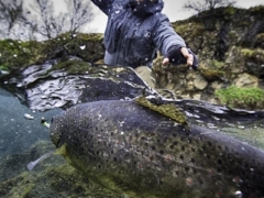 Truot fishing in Iceland