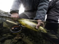 Trout Fishing in Iceland