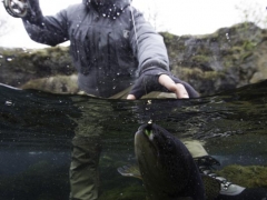 Trout fishing in Iceland