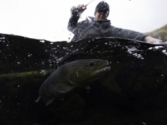 Trout fishing in Iceland