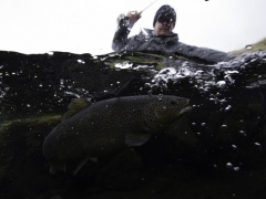 Trout fishing in Iceland