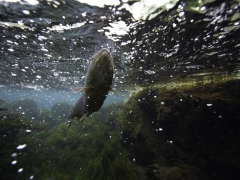 Trout fishing in Iceland