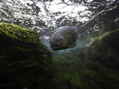 Trout fishing in Iceland