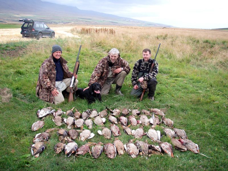 Duck, hunting, Iceland