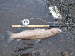 88 cm sea trout, Iceland, fly fishing