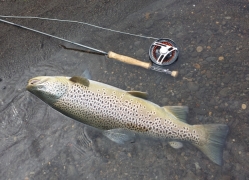 Lake Thingvellir,trout fishing in Iceland