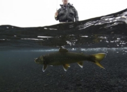 Lake Thingvellir,trout fishing in Iceland