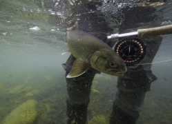 Lake Thingvellir,trout fishing in Iceland