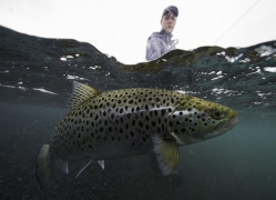 Lake Thingvellir,trout fishing in Iceland