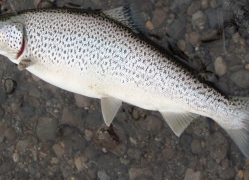 Lake Thingvellir,trout fishing in Iceland