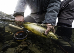 Lake Thingvellir,trout fishing in Iceland