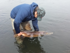 Record salmon. 104 cm 11KG West Ranga salmon fishing