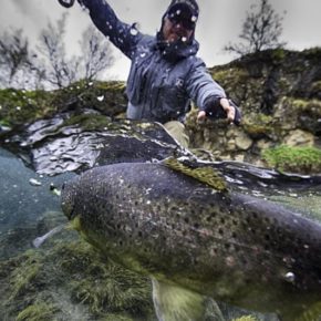 Laxa in Myvatnssveit and Laxardalur, the discharge of lake Myvatn is without a doubt among the best brown trout rivers in the world as well as being an enchanting river to fish. The lush vegetation and the rich birdlife along the river is a joy to watch.