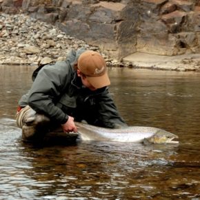 Atlantic salmon