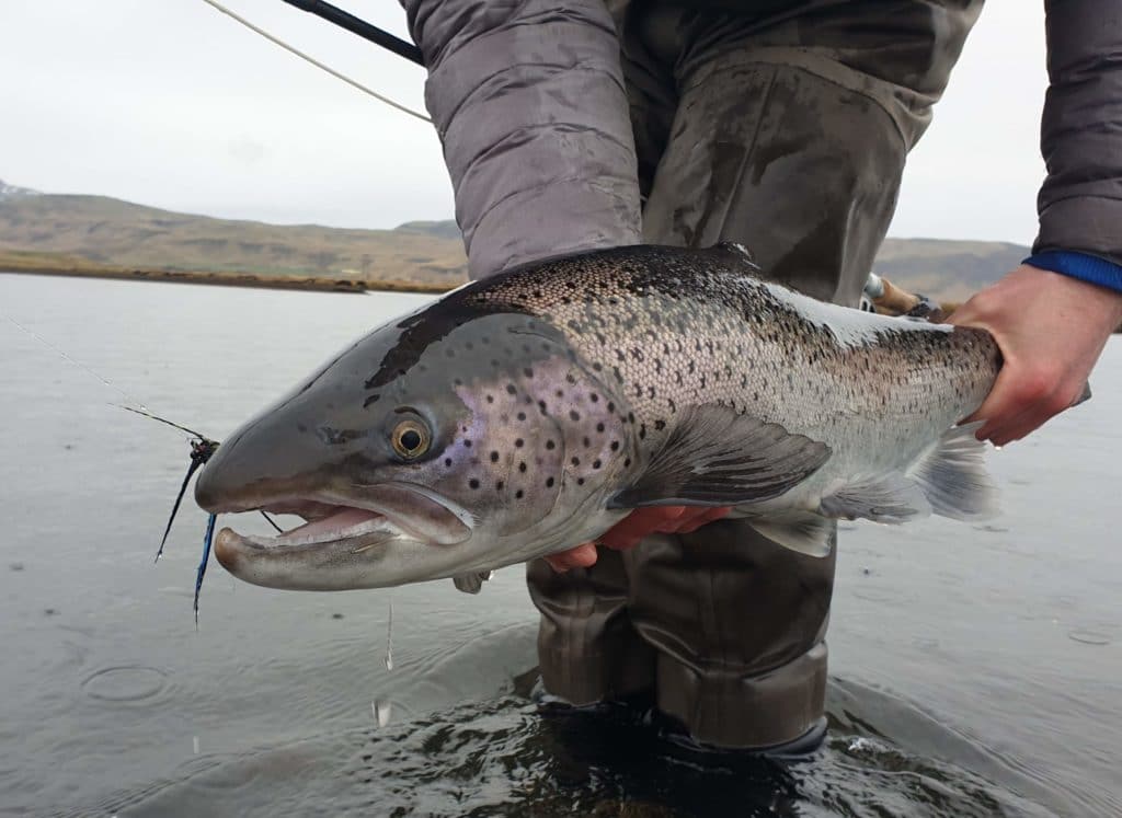fishing in Iceland, sea trout, trout, fly fishing Iceland, angling, anglers,