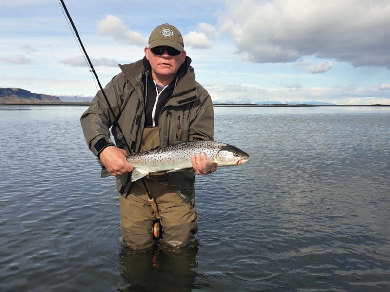 Sea Trout, or sea runes brown is a quite common fish in Iceland. the season starts in April 1st until October 20th..

Iceland, sea trout, fishing, flyfishing, trout, angling, vatnamót
86cm sea trout from Vatnamot, Iceland
The brown trout either spends its entire life in fresh water or migrates to the sea after spending its first years as fry in rivers or streams (sea trout).
Like the salmon, the brown trout spawns in running water