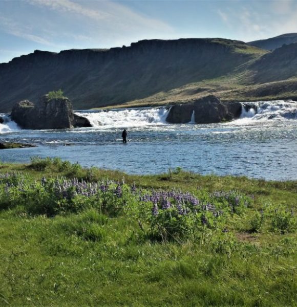 River Nordura, salmon , fishing, Iceland